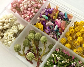 Puede incluir: Un organizador de plástico transparente lleno de flores secas de varios colores. Las flores incluyen variedades rosas, blancas, amarillas, verdes y moradas. Los compartimentos están dispuestos en un patrón de cuadrícula, mostrando los diversos elementos florales.