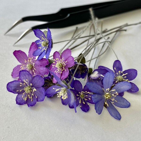 Dried Hepatica flowers. A set of genuine dried hepatica flowers for resin jewelry casting, hobby crafts, terrarium making, rustic decor.