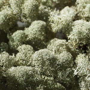 Dried Reindeer Lichen: Natural Moss for Terrariums & Resin Crafts