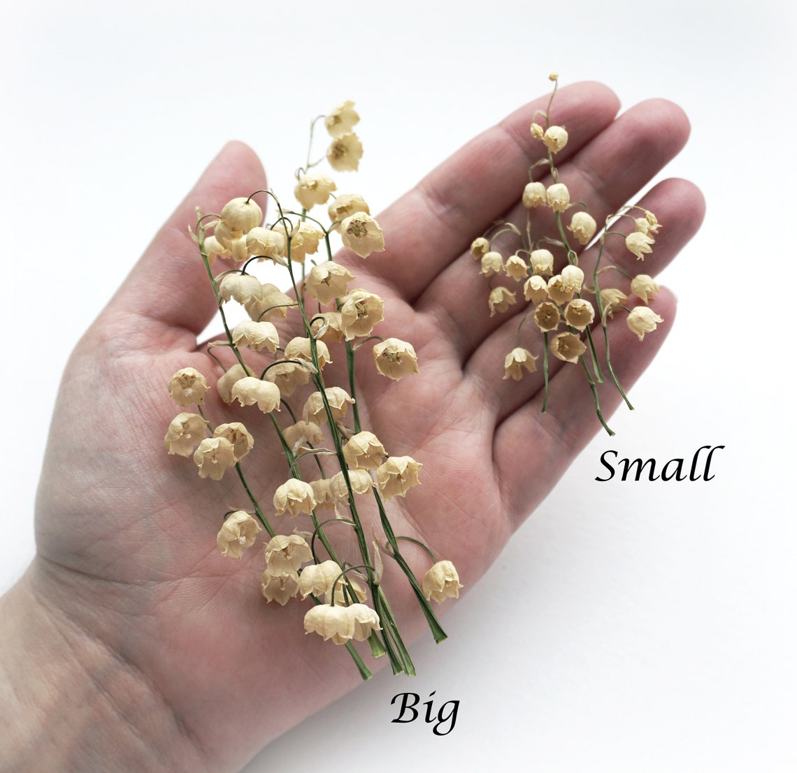 Real Dried Lily of the Valley flower Set. BIG and SMALL Etsy
