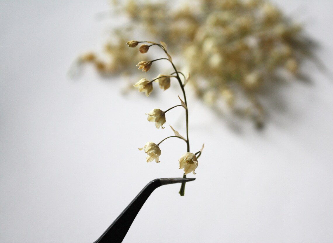 Real Dried Lily of the Valley flower Set. BIG and SMALL Etsy