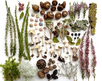 Puede incluir: Una colección de elementos naturales que incluye ramas de brezo blancas y rosas, bellotas marrones, pequeñas conchas, setas secas, bayas silvestres, musgo verde, líquenes, piñas y un trozo de corteza de árbol texturizada sobre fondo blanco.