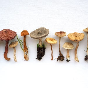 Real Dried Mushrooms: Terrarium Fairy Garden Craft Supply, resin casting, decor