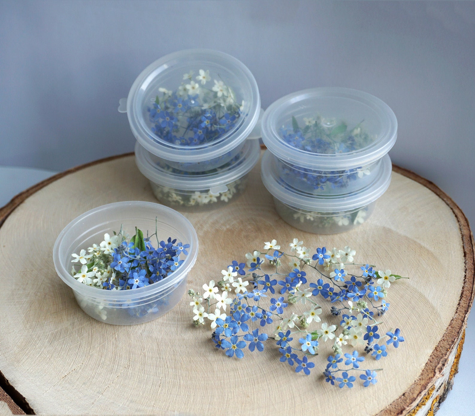 MIX of Dried Blue & White me not flowers. A SET of 10 Etsy