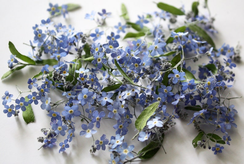 Dried Blue me not flowers. Set of genuine dried Etsy