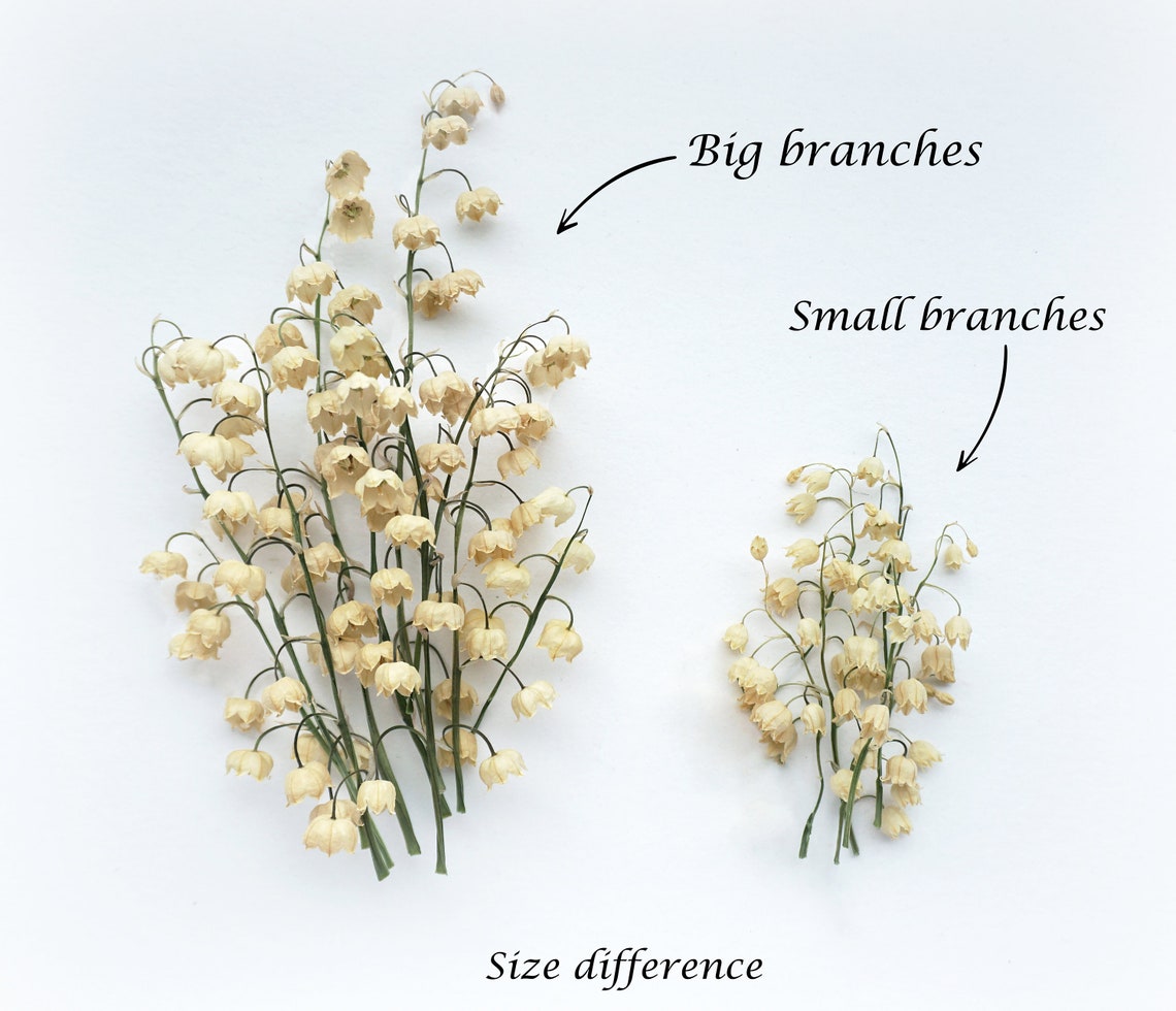 Real Dried Lily of the Valley flower Set. BIG and SMALL Etsy