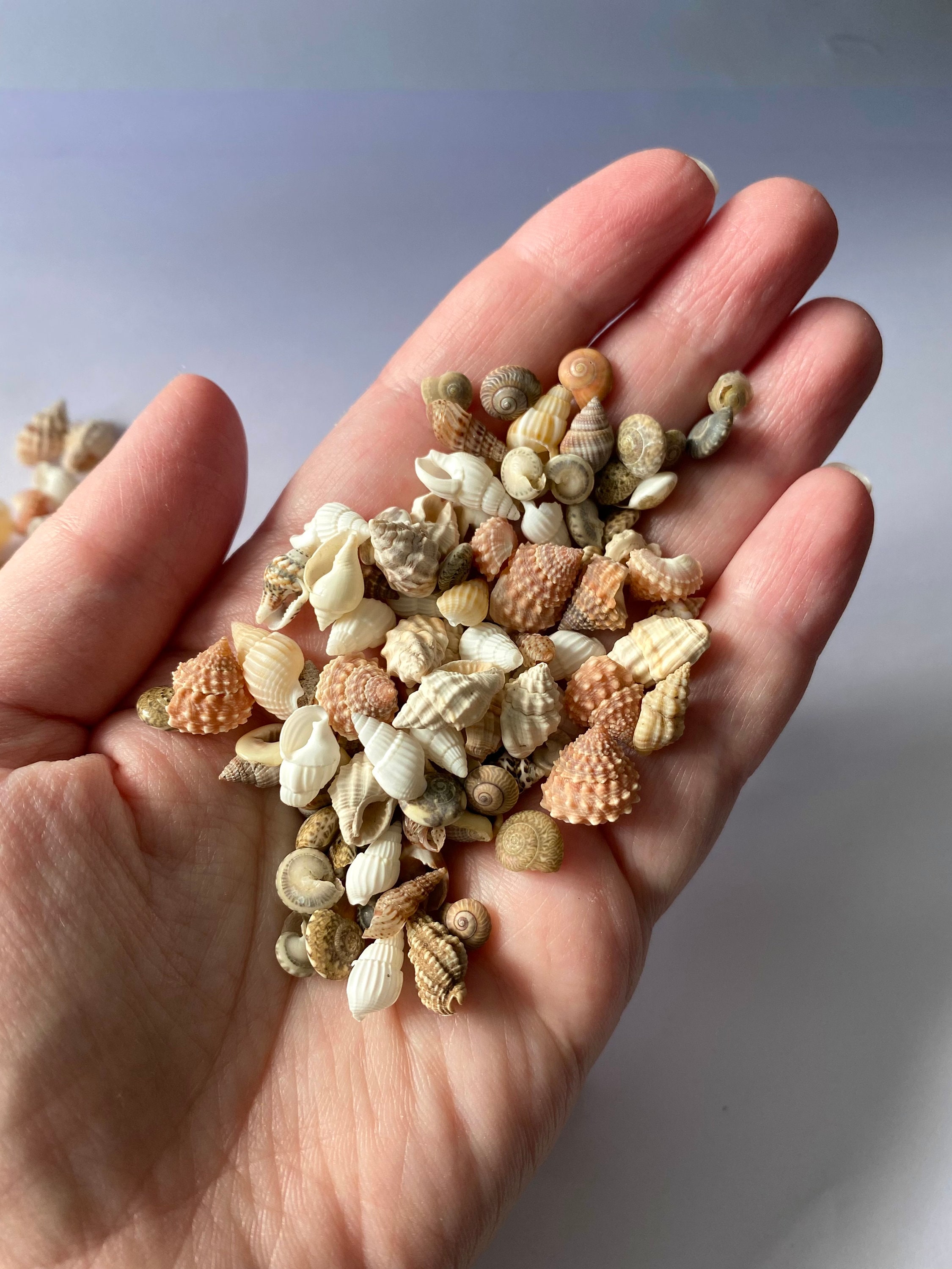 Tiny Seashell Mix: 100 Natural Shells for Crafts & Decor - Etsy