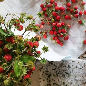 May include: A bunch of fresh, red strawberries with green leaves on a white surface. The strawberries are scattered around a bowl filled with small, white beads.