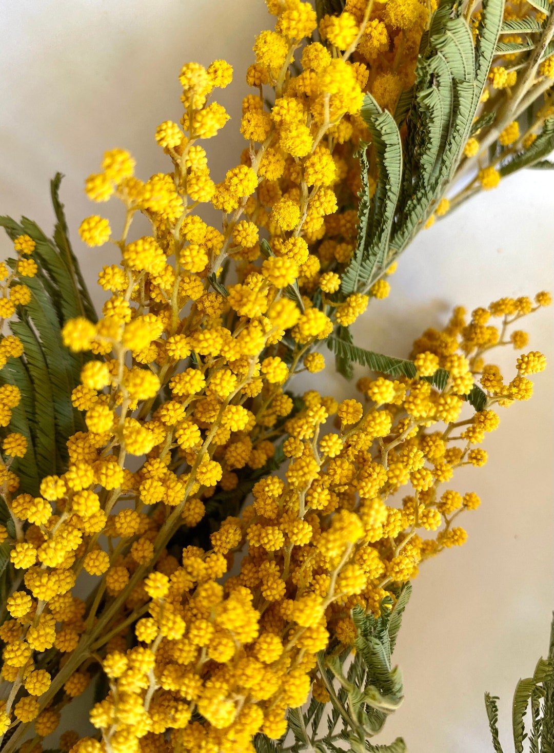 Dried Mimosa Flowers for Resin Jewelry Casting, Hobby Crafts, Terrarium Making, Rustic Decor. 3D