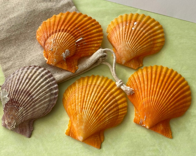 5 Large Sea Shells. A Set of 4 Orange & 1 Brown Sea Shells for Resin ...
