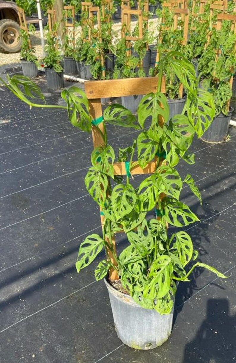 8 Monstera Swiss Cheese Trellis Etsy