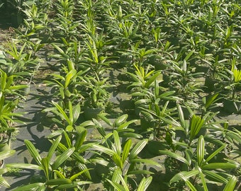 Rhapis Palm ships in a 1 Gal growers pot