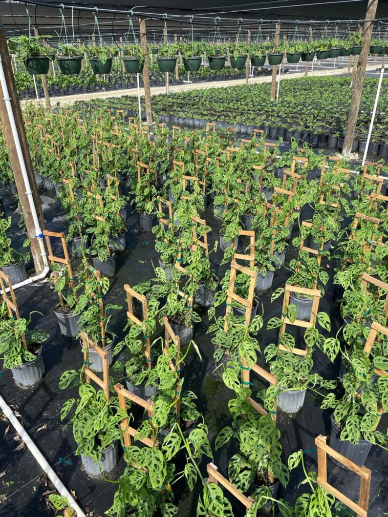 8 Monstera Swiss Cheese Trellis Etsy