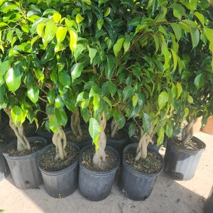 8 Ficus Wintergreen 2 gal growers pot image 3