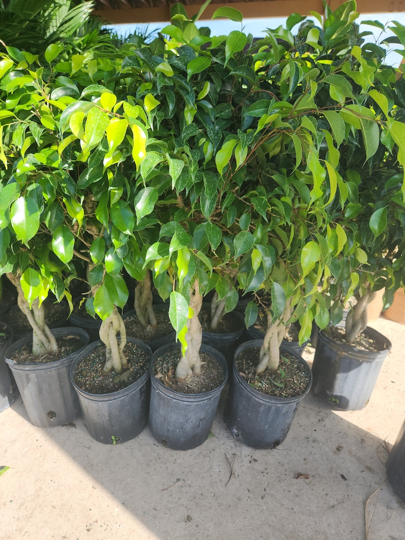 8 Ficus Wintergreen 2 gal growers pot image 3