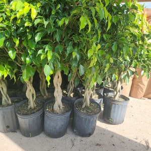 8 Ficus Wintergreen 2 gal growers pot image 1