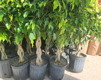 8 "Ficus Wintergrün - 2 Gallonen Züchtertopf