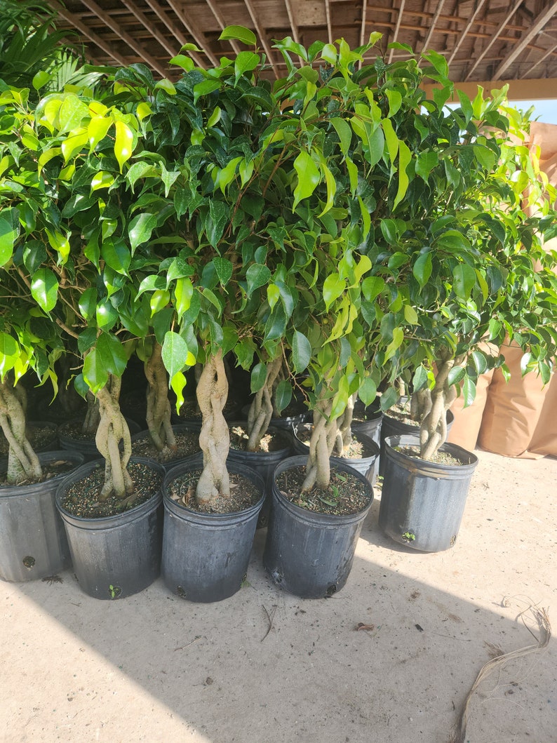 8 Ficus Wintergreen 2 gal growers pot image 1