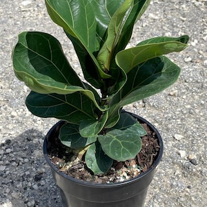 6" Ficus Lyrata Bambino