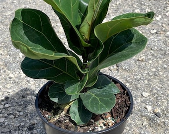 6" Ficus Lyrata Bambino