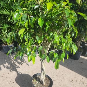 8 Ficus Wintergreen 2 gal growers pot image 2