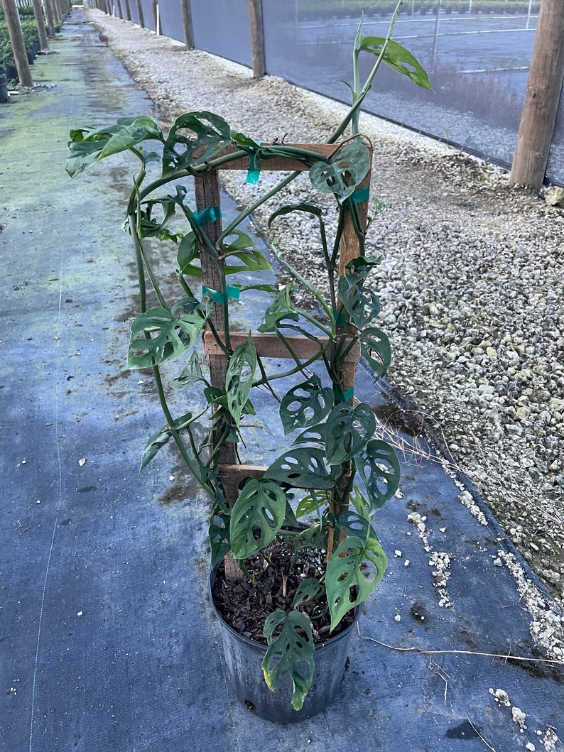 8 Monstera Swiss Cheese Trellis Etsy