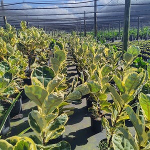 May include: A nursery of potted variegated Ficus lyrata plants growing under a black shade cloth. The plants have large, green and yellow leaves.