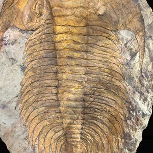 Geoworld - Fossil Trilobite
