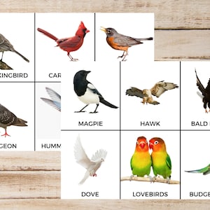 30 Cartes Montessori Oiseaux en 3 parties, Cartes Oiseaux pour enfants, Cartes Oiseaux, Cartes Montessori pour enfants, Cartes en trois parties, Types d'oiseaux Flashcards