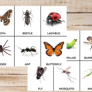 18 Insect 3-Part Montessori Cards, Animal Cards for Kids, Insect Cards, Montessori Cards for Kids, Three Part Cards, Insect Flashcards