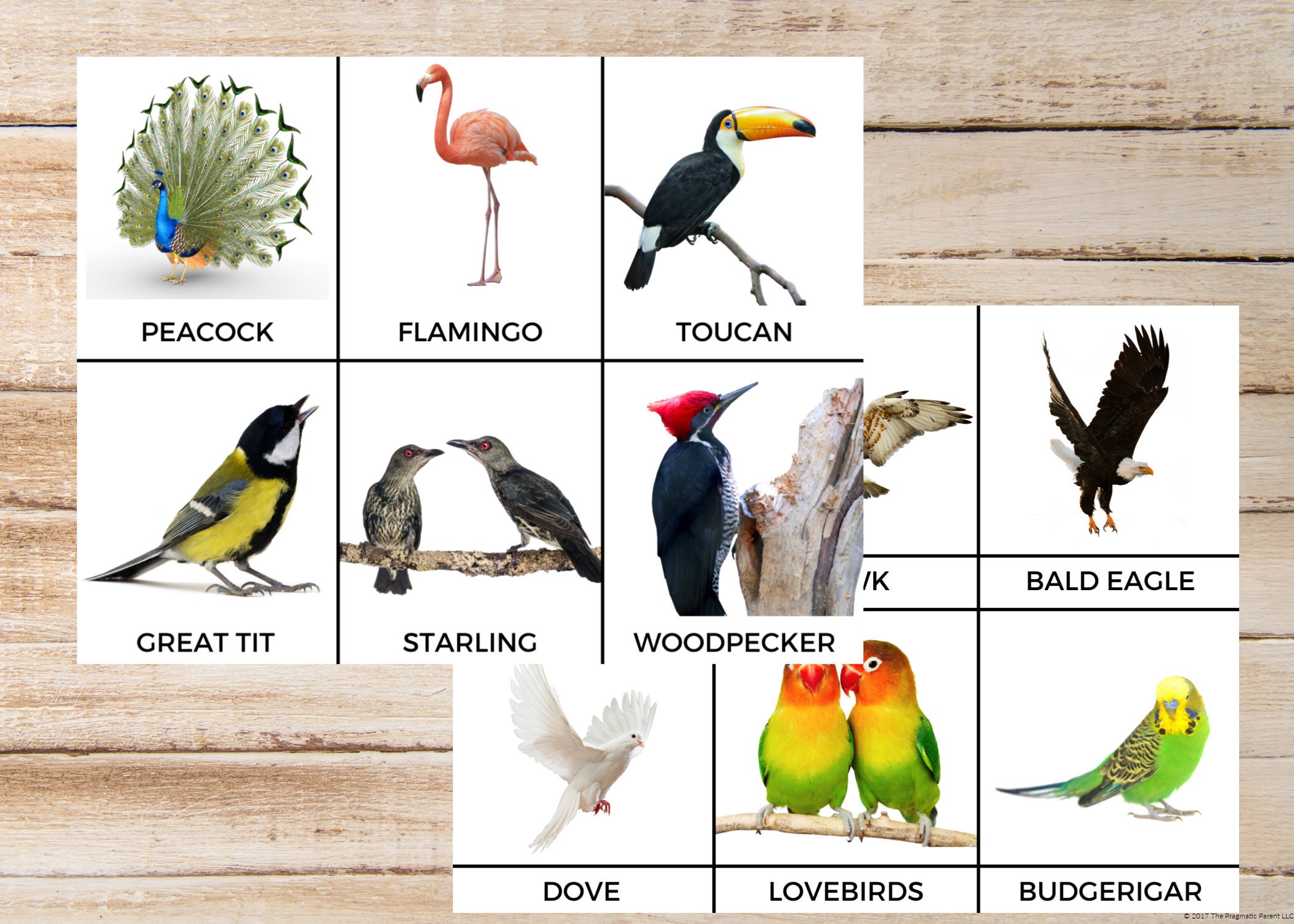 Lollipop Bird Name Meaning & Info - Drlogy
