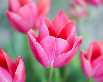 Pink tulip Fine Art; print, canvas gallery wrap, bamboo panel; floral photography; nature photography; pink flower; vertical wall art