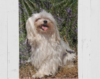 Maltese Poodle Blanket Maltese Poodle Lover Gift Fleece - Etsy UK Maltese Poodle Blanket Maltese Poodle Lover Gift Fleece - Etsy UK