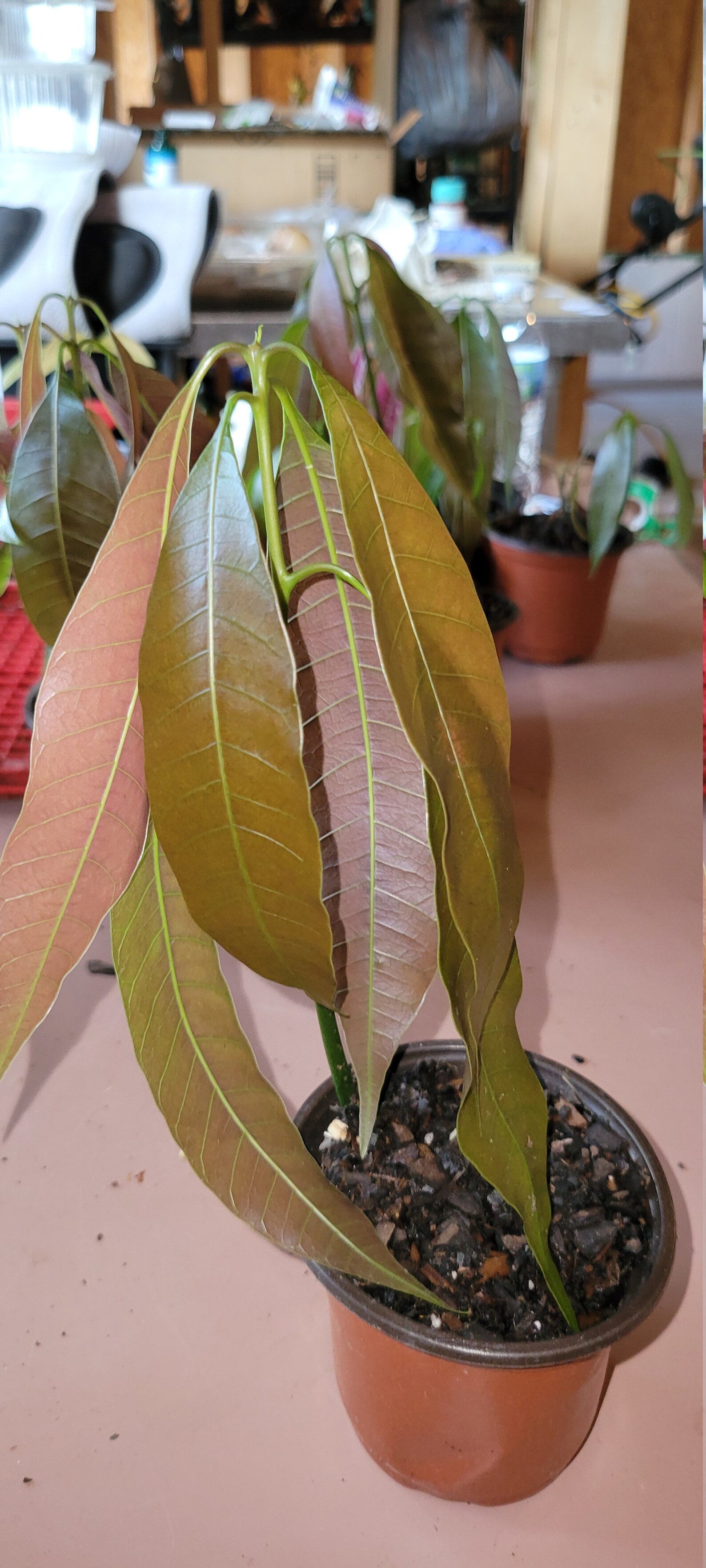 solar defence spf 50