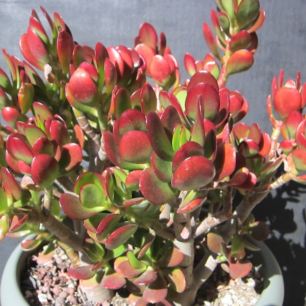 RED AKAI Jade Crassula Succulent Cutting 2" to 3"