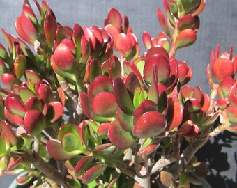 RED AKAI Jade Crassula Succulent Cutting 2" to 3"