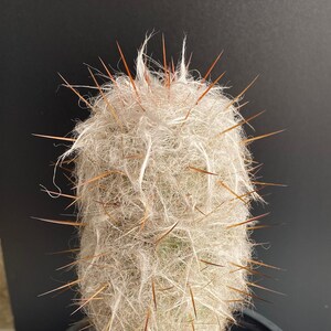 Large GRANDPA Old Man Rooted Cactus 7.5" with 3 chubby pups FREE SHIPPING