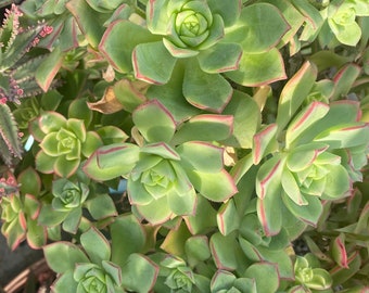 3 Cuttings Aeonium Haworthii Pinwheel 2.5" - 4" Fresh Cut, Nice Color, Easy Grow, Elegant Looks. Free Shipping