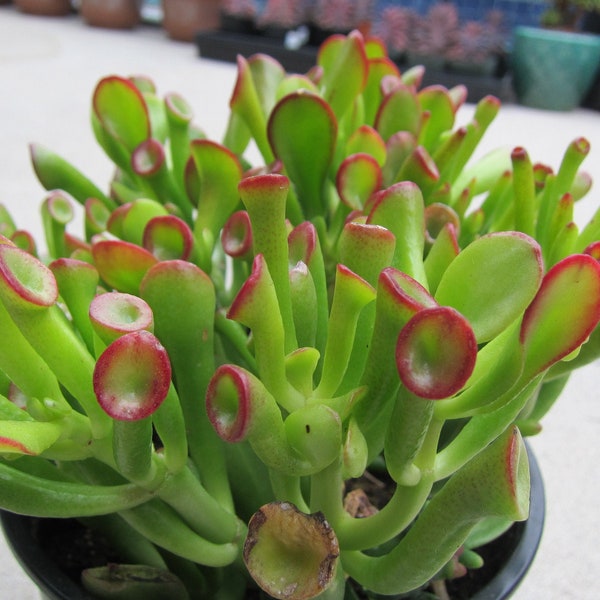 Red Tip OGRE EAR Jade Crassula Argentea 2 Succulent Cutting 2" to 3"