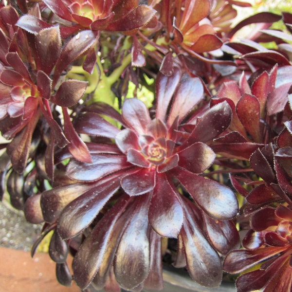 Aeonium BLACK ROSE Deep Dark Purple 2 Cuttings 3" - 5" Fresh Cut, Nice Dark Color, Easy Grow, Elegant Looks. Free Shipping