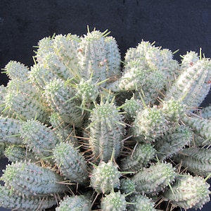 2 Cuttings Indian Corn Cob Euphorbia Mammillaris Variegated Cactus Succulent FRESH CUT