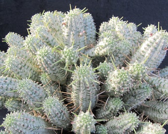 2 Cuttings Indian Corn Cob Euphorbia Mammillaris Variegated Cactus Succulent FRESH CUT