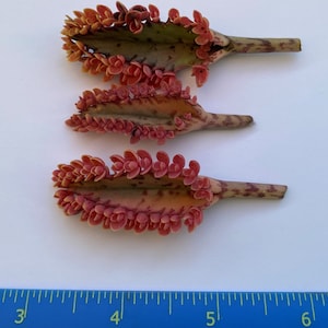 3 Leaf Cuttings with many baby plantlets Kalanchoe PINK BUTTERFLIES Succulent
