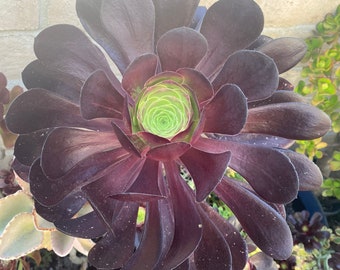 RARE Aeonium VOODOO 1 Large Cutting 5" - 7" Fresh Cut, Nice Color, Easy Grow, Elegant Looks. Free Shipping