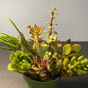 12 Succulent Cuttings All Different Variety FRESH CUT 2&quot; - 4&quot; Nice Color and Quality. Free Shipping