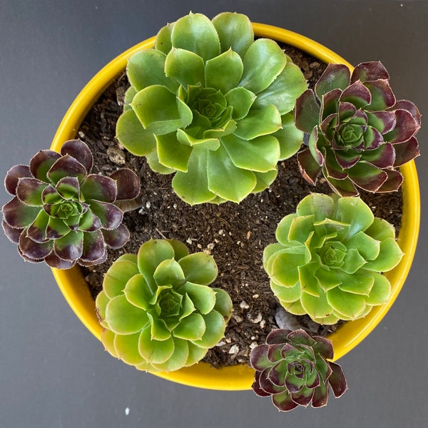 Aeonium - Etsy