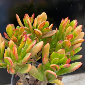 RARE Red Horn HUMMEL Jade Crassula Succulent Cutting 2&quot; to 3&quot;