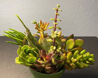 12 Succulent Cuttings All Different Variety FRESH CUT 2" - 4" Nice Color and Quality. Free Shipping