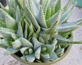 Aloe brevifolia Alligator Crocodile Plant Rooted young pup FREE SHIPPING