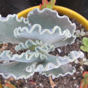 Rare Cotyledon Undulata SCALLOP Clam Succulent Cutting 2" to 3" TOP PART stem cutting with at least 4 leaves